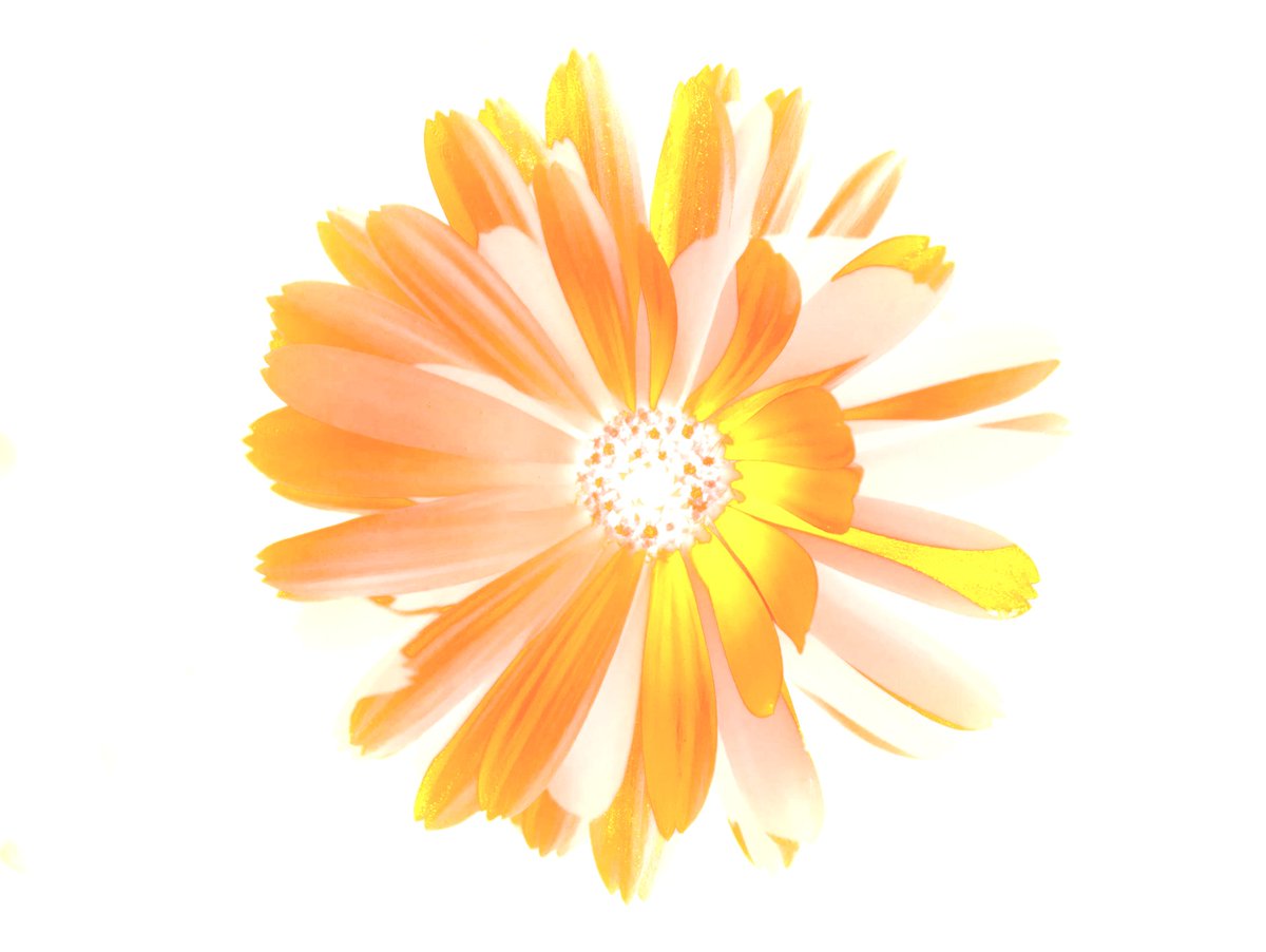 Free Flash Fiction tweet media