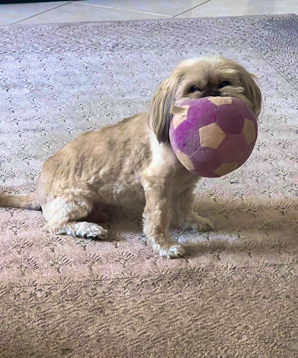 minerpersian's tweet photo. Meet my 14-year-old girl, who still plays like a puppy with boundless energy. She's the real $JWC in our household, always keeping us on our toes and bringing joy to our lives
#Jameswoof 
@JamesWoofCoin https://t.co/n54aFF1Bou