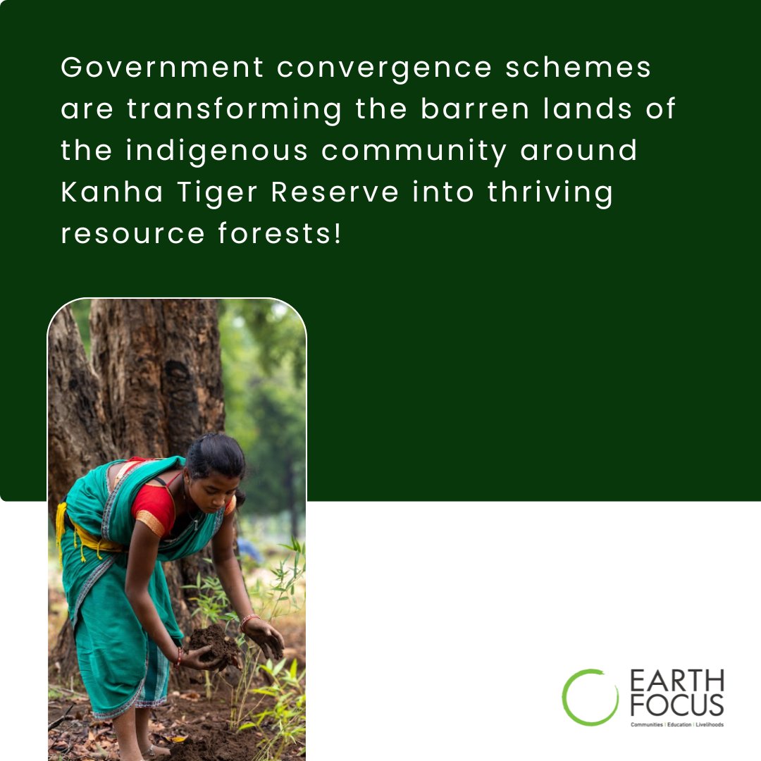 effkanha's tweet photo. Tribal households are revitalising their land with agroforestry, planting bamboo and native saplings, and intercropping traditional vegetables, millets, and oilseeds. https://t.co/EKf2Io4MGe