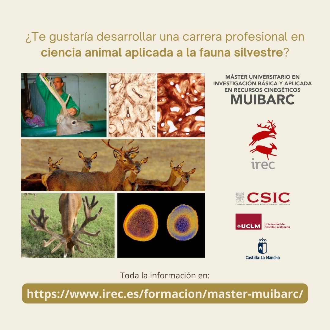 IREC_CSIC_UCLM's tweet photo. ¿Te gustaría trabajar en #CienciaAnimal aplicada a la fauna silvestre? ⁉️ Si tu respuesta a esta pregunta es sí, el #Máster Universitario en #Investigación Básica y Aplicada Recursos Cinegéticos (#MUIBARC) es lo que estás buscando ✅👉 https://t.co/cRf372mbYw https://t.co/AYV0MeJcyn