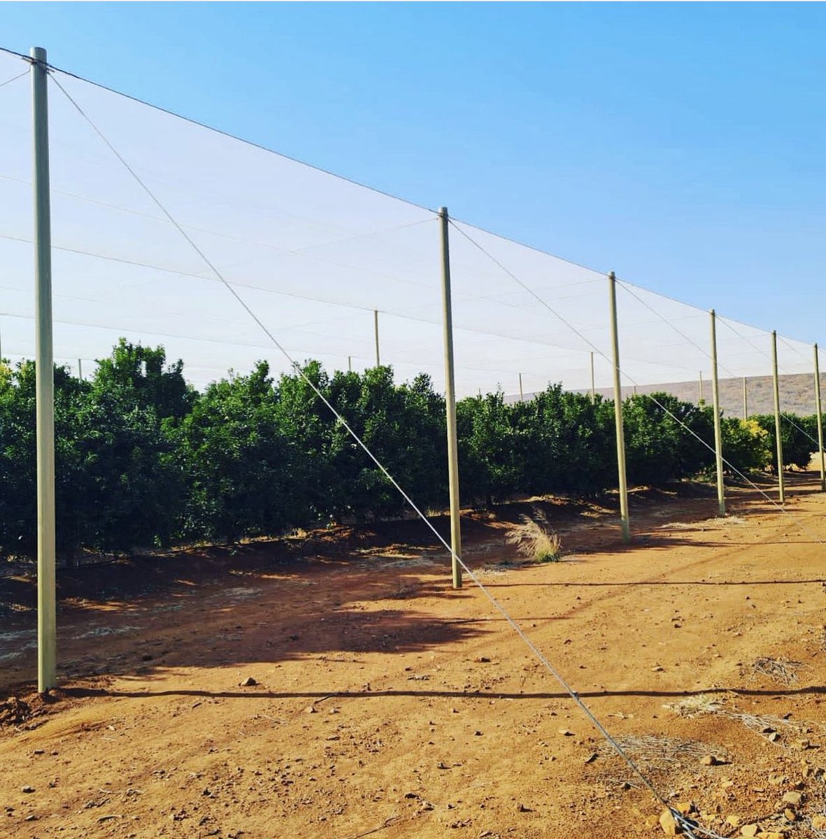 saltuspoles's tweet image. Shadenet structure built with Saltus composite poles: 78mm diameter support composite poles inside the shadenet area. 128mm diameter anchor composite poles on perimeter.#agriengineering #advancedmaterials #citrusfarms #saltuspoles #lanbouweekblad #farmersweekly