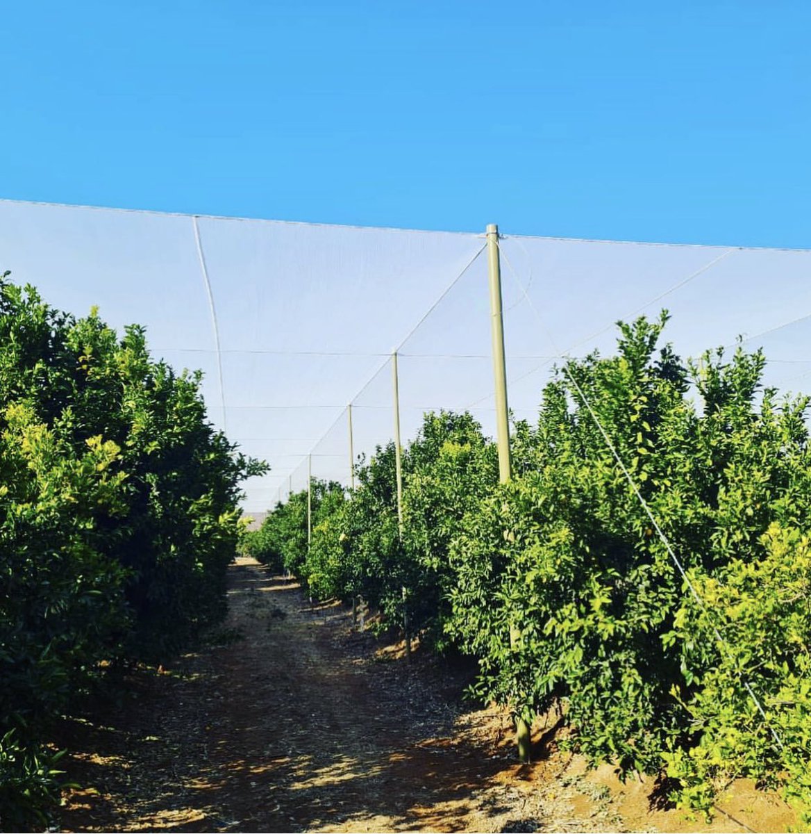 saltuspoles's tweet image. Shadenet structure built with Saltus composite poles: 78mm diameter support composite poles inside the shadenet area. 128mm diameter anchor composite poles on perimeter.#agriengineering #advancedmaterials #citrusfarms #saltuspoles #lanbouweekblad #farmersweekly