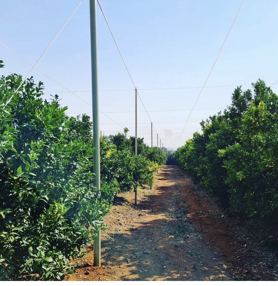 saltuspoles's tweet image. Shadenet structure built with Saltus composite poles: 78mm diameter support composite poles inside the shadenet area. 128mm diameter anchor composite poles on perimeter.#agriengineering #advancedmaterials #citrusfarms #saltuspoles #lanbouweekblad #farmersweekly