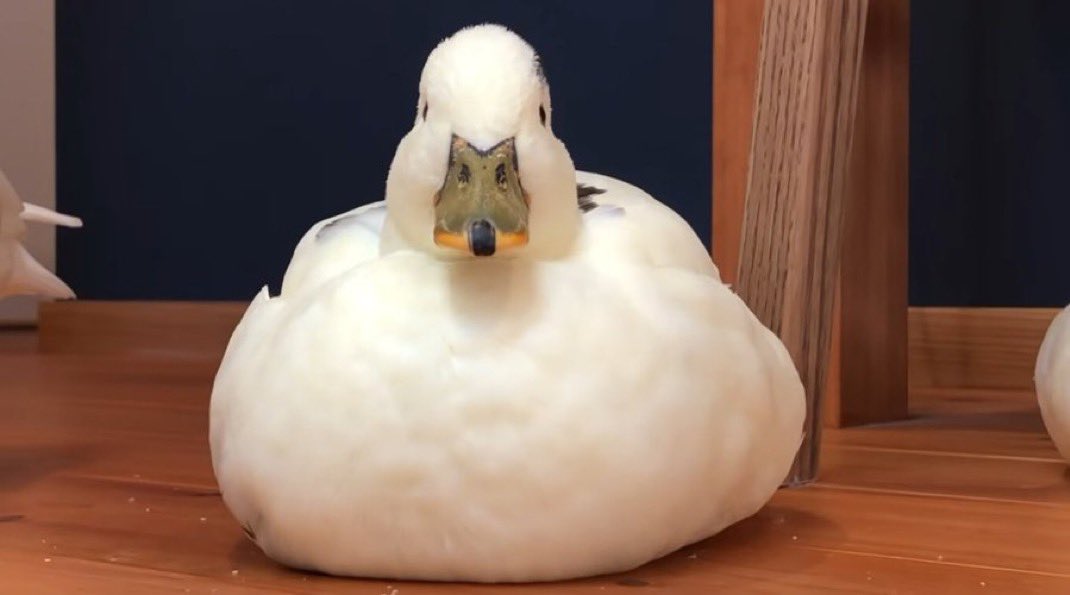 DucksContext's tweet photo. He watching https://t.co/YBP4DAPdSs