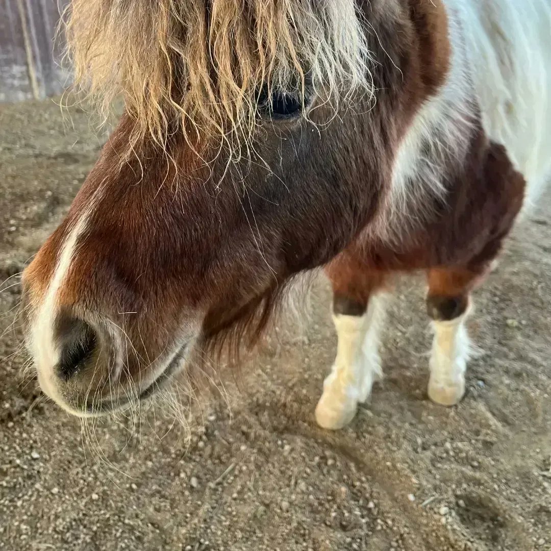 pony4precious's tweet photo. 🏜️ Adventure in the Old West! Delve into cowboy lifestyles and desert secrets with every captivating chapter of Cowboy Mike's tales! #AdventureSeekers #LearnThroughReading
Amazon https://t.co/uA29ktowKd  and Barnes and Noble. https://t.co/bE3QPyEVlT https://t.co/HXIdpZJJMe