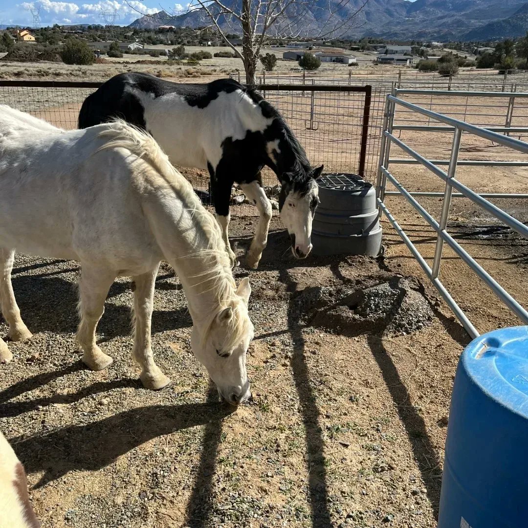 pony4precious's tweet photo. 🏜️ Adventure in the Old West! Delve into cowboy lifestyles and desert secrets with every captivating chapter of Cowboy Mike's tales! #AdventureSeekers #LearnThroughReading
Amazon https://t.co/uA29ktowKd  and Barnes and Noble. https://t.co/bE3QPyEVlT https://t.co/HXIdpZJJMe