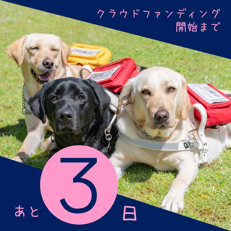 kansaiguidedog's tweet photo. 【開始まであと3日！】
毎年、全国各地から応援をいただいているクラウドファンディング。盲導犬、ユーザーさん、そして私たち育成施設をあたたかく見守ってくださる方がこんなにもいらっしゃるということを感じられる、特別な期間だと毎年思います✴️
今年も応援や拡散をしていただけると嬉しいです！ https://t.co/hl0DI4rBjj