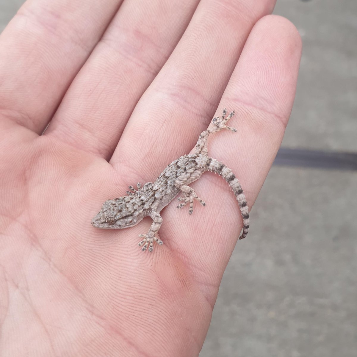 Hornet 🪡 tweet media