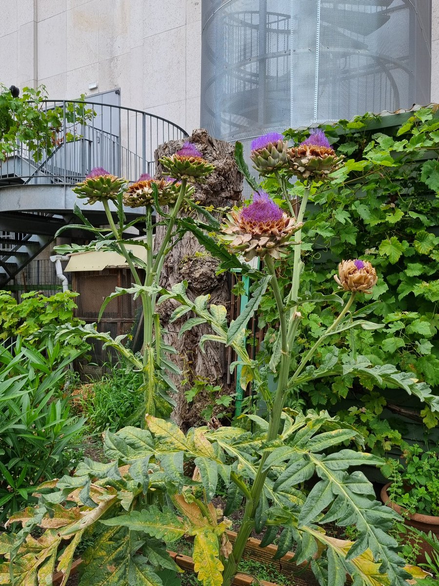 ourdailyspaces's tweet photo. Jardin aux https://t.co/ztQT3INsuR.

Exploring everyday routines and common spaces. A community garden by artist Robert Milin and local volunteers and amateur gardeners to celebrate the opening of Palais de Tokyo in 2002. 

#urbandesign #community #practice #urban #landscape #art https://t.co/C97OXo1Cas