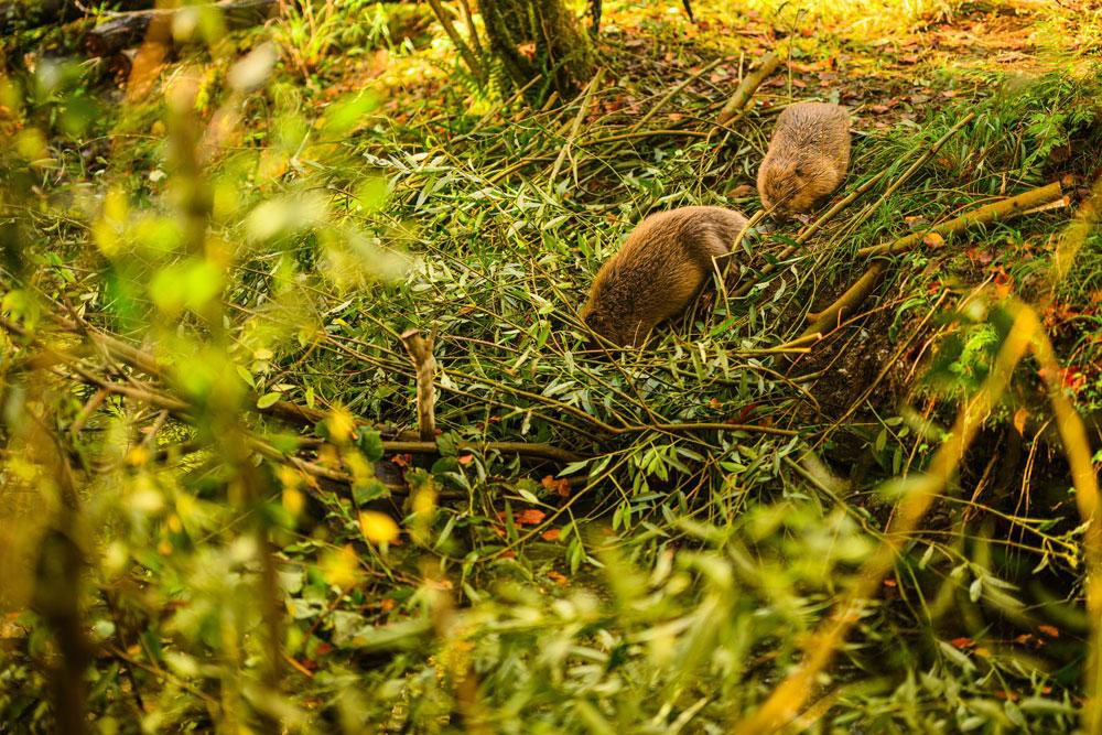 Tom Briars-Delve (@briarsdelve) on Twitter photo Double whammy for Plymouth beaver news this week!
🦫 A kit (baby beaver) has just been born at <a href="/plymouthcc/">Plymouth City Council</a>’s Poole Farm
🦫 New <a href="/UniofExeter/">University of Exeter</a> study confirms our beavers and other nature-based interventions are successfully reducing flood risk
plymouth.gov.uk/news/plymouths… Double whammy for Plymouth beaver news this week!
🦫 A kit (baby beaver) has just been born at <a href="/plymouthcc/">Plymouth City Council</a>’s Poole Farm
🦫 New <a href="/UniofExeter/">University of Exeter</a> study confirms our beavers and other nature-based interventions are successfully reducing flood risk
plymouth.gov.uk/news/plymouths…