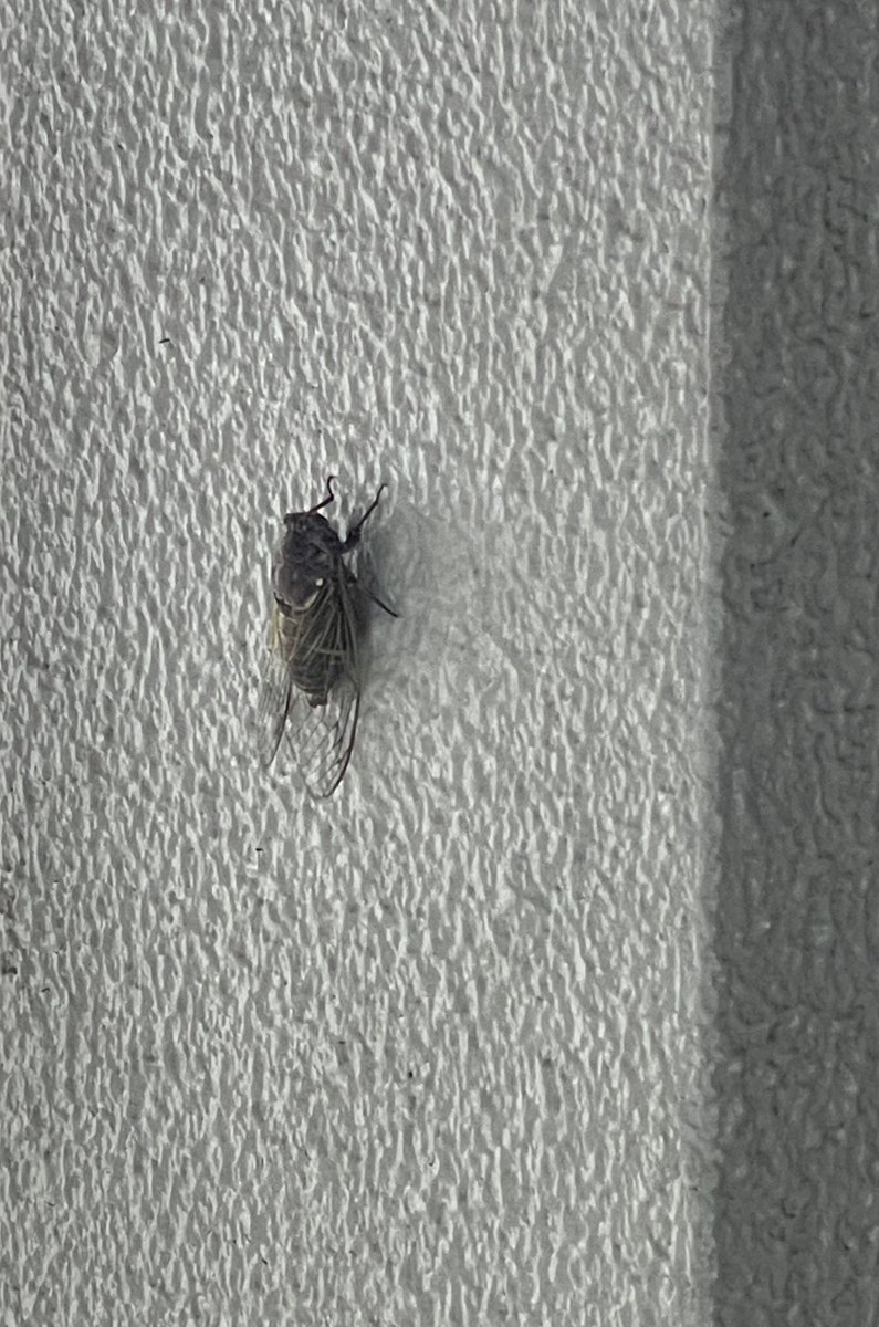 (偽)さいもんぬ tweet media