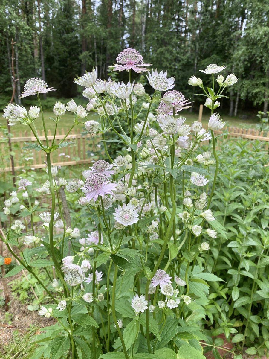 ❤️❤️❤️❤️🌹