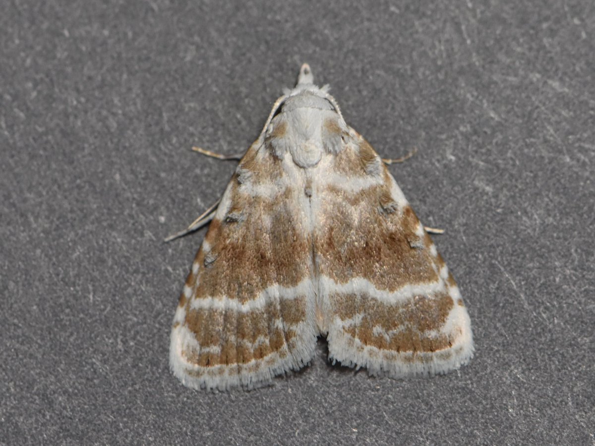 First time trapping in a few weeks due to weather, but decent numbers. C. conspicuella nfm, and a very fresh Kent Black Arches the highlights.

13 Diamond-back Moths, 3 Silver Y on the migrant front.

12/07/2024, VC20