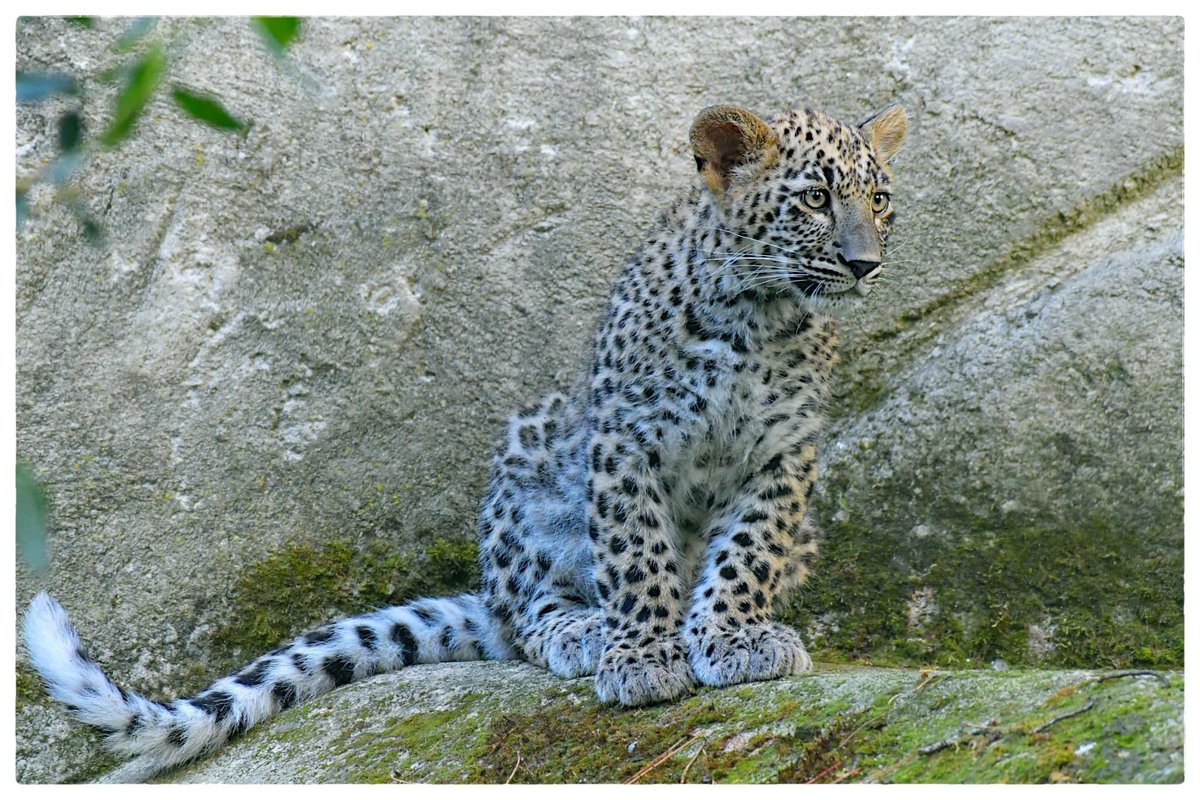 AuboisVeronique's tweet photo. Happy #Caturday !
#PersianLeopard @zoobeauval
The exact population of Persian #Leopards in 2023 is not determined, but it is estimated that there are 800 - 1,000 wild individuals. They have lost approximately 84% of their historic range since the 18th century.
©Véronique AUBOIS https://t.co/Bavj1bYgFI