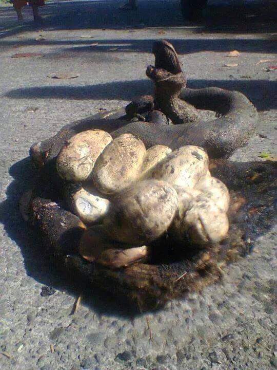creepydotorg's tweet image. A Reticulated Python that was burned in a wildfire while trying to protect her eggs.