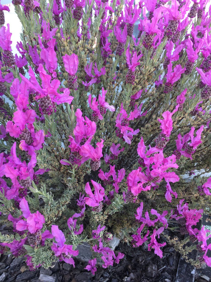 in the heart of Winter 
a dream-like memory
from the heart of Summer~