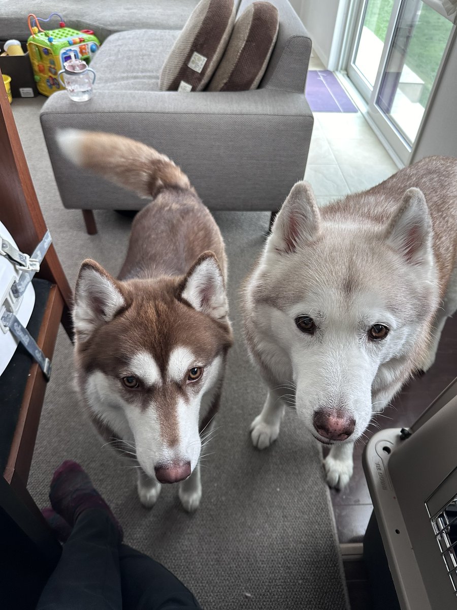 VivienneHusky's tweet photo. 食後であるにも関わらず
「食事はまだか？」と必ず詰め寄ってくる２匹
#シベリアンハスキー #犬のいる暮らし https://t.co/tcMakEulRa