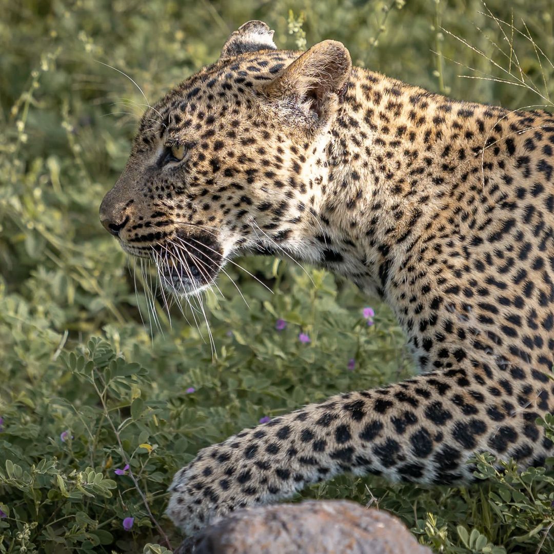 Sun's☀️out, spots out!

This beautiful cat is a favourite among visitors at Finch Hattons where guests can experience the wonder of wildlife up close.

finchhattons.com

📷: Finch Hattons

#TsavoEast #FinchHattons #Leopard #Africa #Wildlife #Travel #Nature