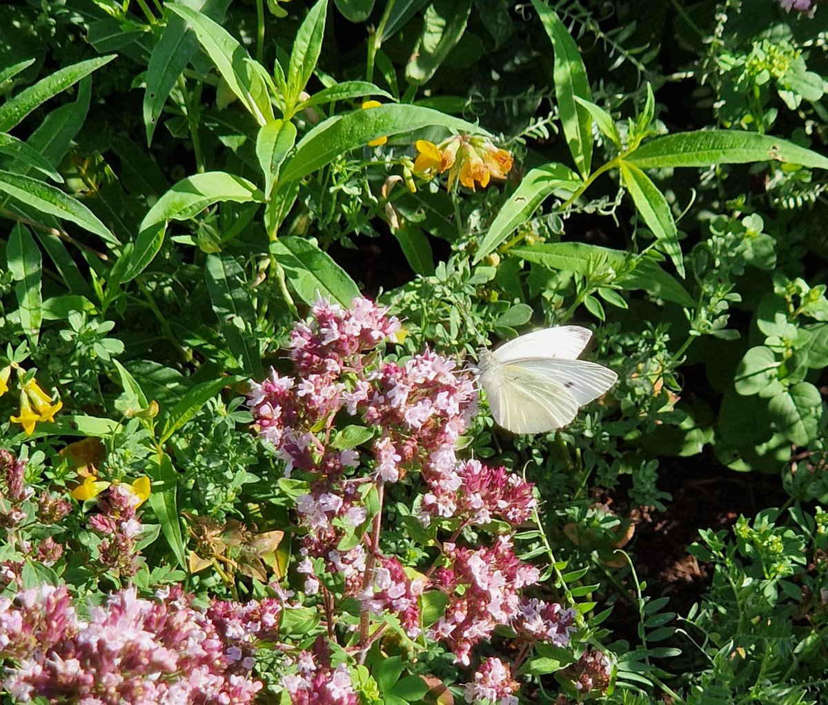 JohannaHellste2's tweet image. Perhosia oli tänään paljon. Ne tykkäätosta punaisesta. Tahattomat #pölyttäjät