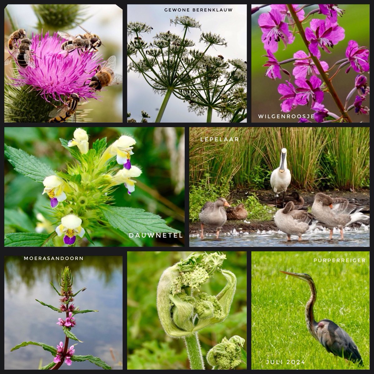 adriana57's tweet photo. Goedemorgen, tijdens een droge periode nog een wandeling gemaakt door natuurgebied #Willeskop en een #purperreiger en een #lepelaar gezien, de #dauwnetel bloeide ook nog steeds.
#zomertijd #wandeling #fotozomerweken ⁦@jolandabrwr⁩ 
Fijne zaterdag🙋🏻‍♀️👋🥾📷 https://t.co/aPeDoELmp2