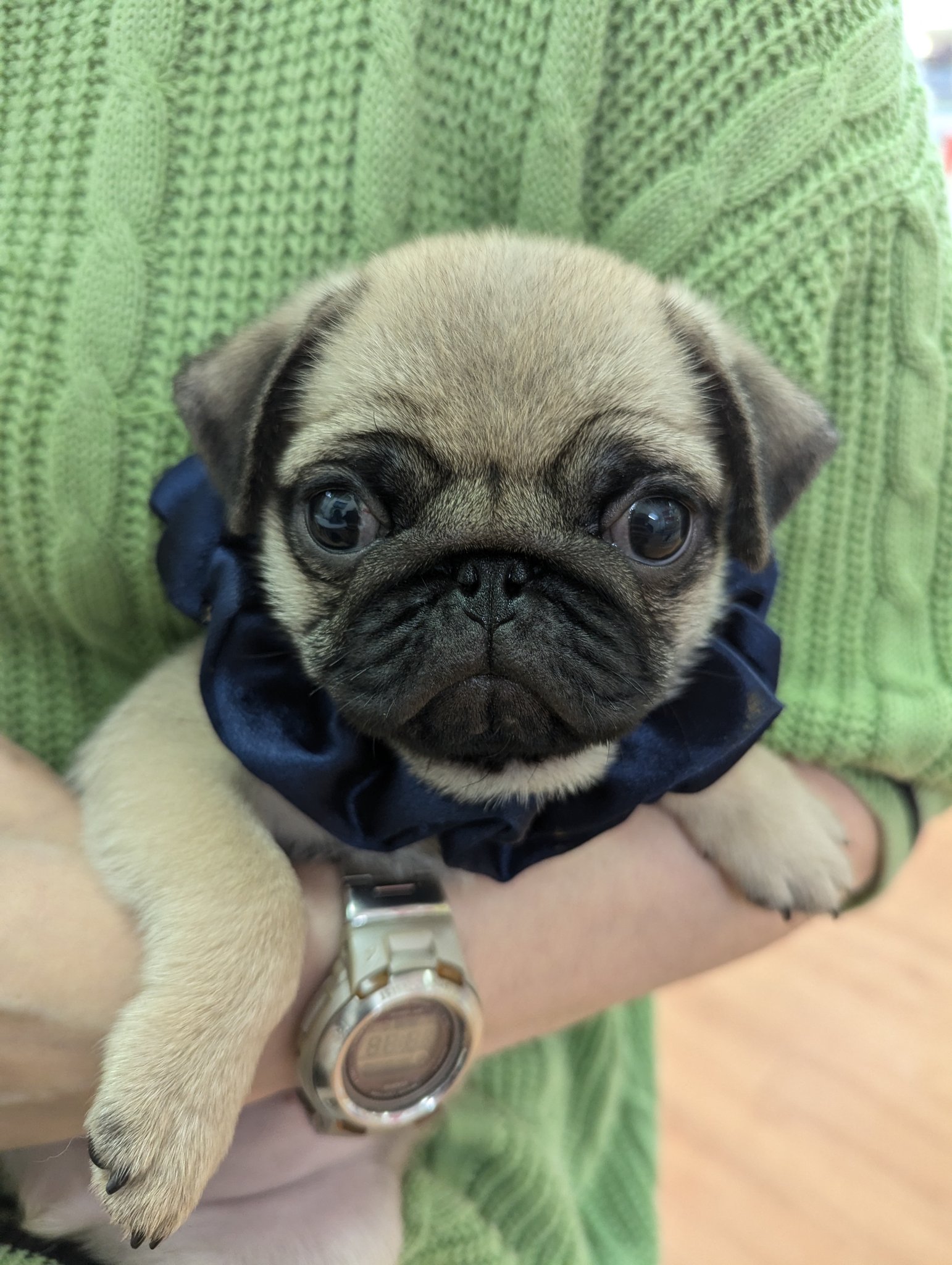 パグびいき～PUGBIIKI～@パググッズ専門店 (@pug_biiki) / X