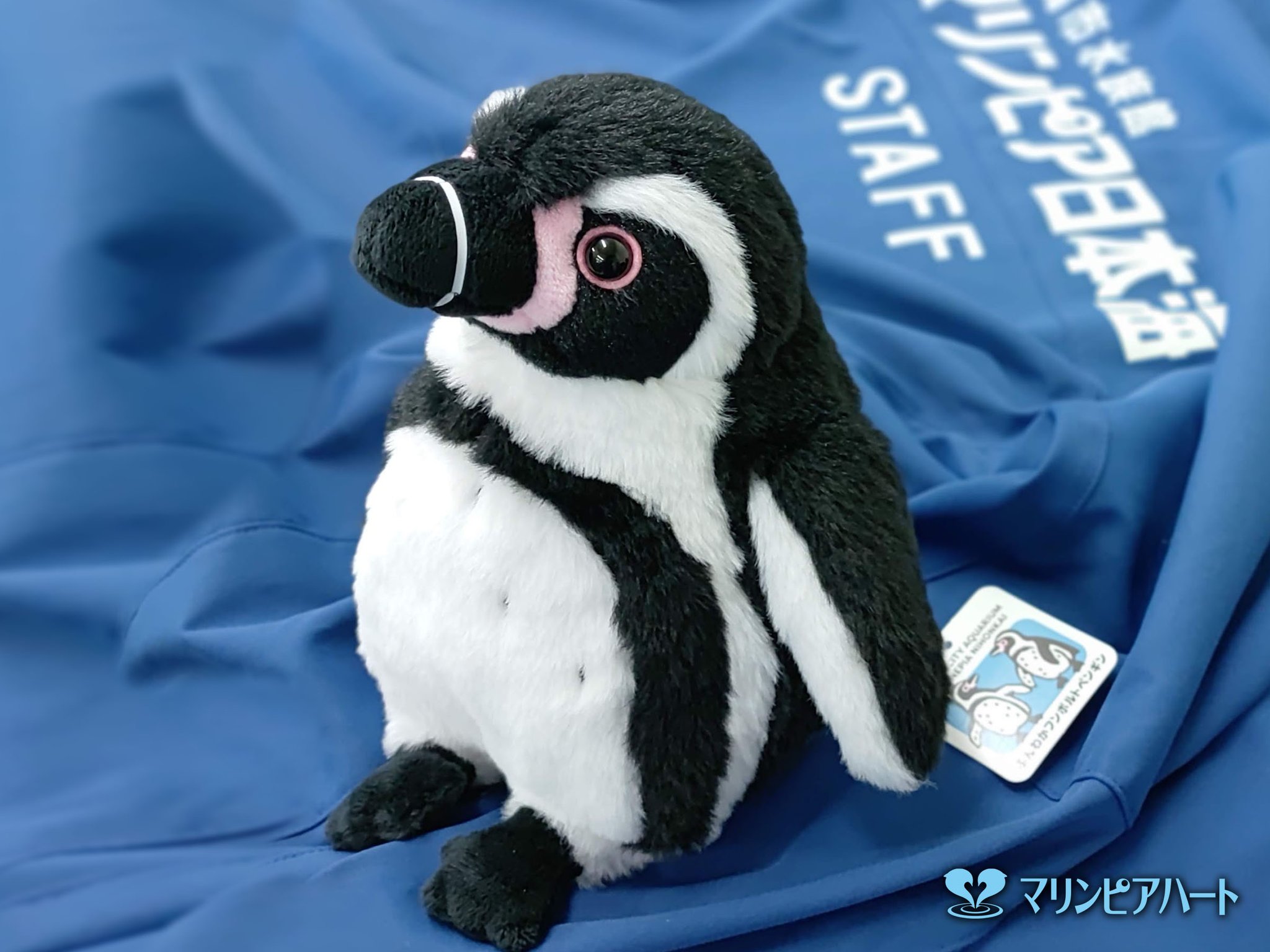 【新品】新江ノ島水族館 フンボルトペンギン 特大ぬいぐるみ 最高級のスーパー 新江ノ島水族館への誘い2 10.フンボルト