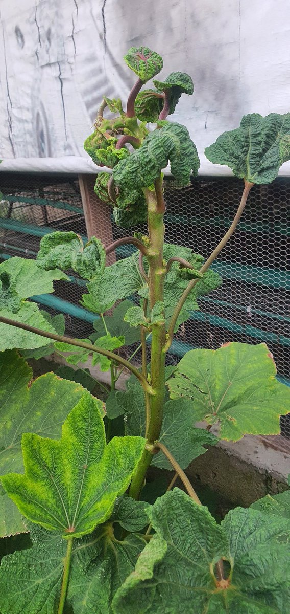 dublinbenson's tweet photo. @Nig_Farmer my brother this is what I have been experiencing with some of the Okra I planted about 3+ months ago, They grew to a good height and just about to start producing,  they started folding at the top. Agba @Nig_Farmer ,any solution to this? https://t.co/cd9OfdlJPE
