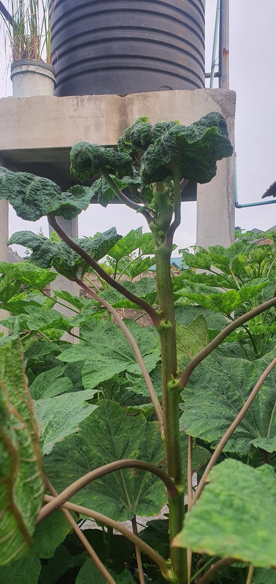 dublinbenson's tweet photo. @Nig_Farmer my brother this is what I have been experiencing with some of the Okra I planted about 3+ months ago, They grew to a good height and just about to start producing,  they started folding at the top. Agba @Nig_Farmer ,any solution to this? https://t.co/cd9OfdlJPE
