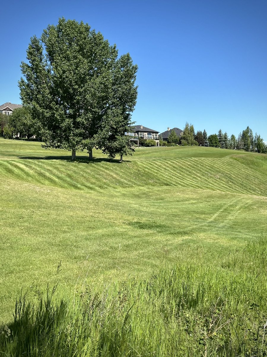 SpringbankLinks's tweet photo. This double-wheeled Ventrac mower is the best purchase ever for us. It cuts slopes like a mountain goat 🐐 It has a slope meter to warn on the tipping point and has allowed us to cut places we have never been before.
#SpringbankLinks #VentracMower #Turfcare https://t.co/4WohoXoQXO
