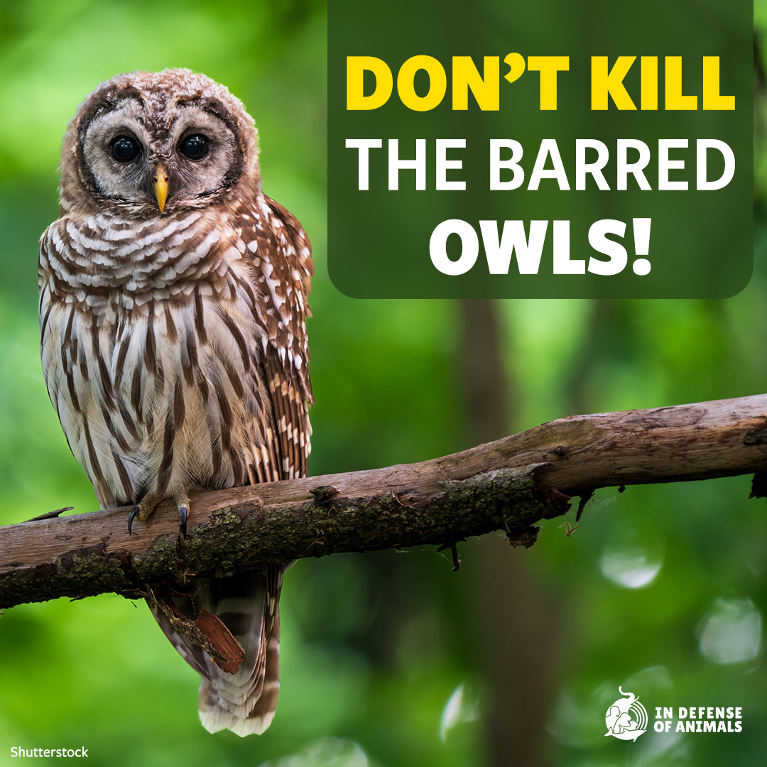 IDAUSA's tweet image. Even experts agree killing #BarredOwls to save #SpottedOwls is a bad idea. WA Commissioner of Public Lands Hilary Franz expressed concern with the plan which will cost millions of $$$ and half a million lives. It’s time to implement non-lethal solutions.
bit.ly/4eYdU0l
