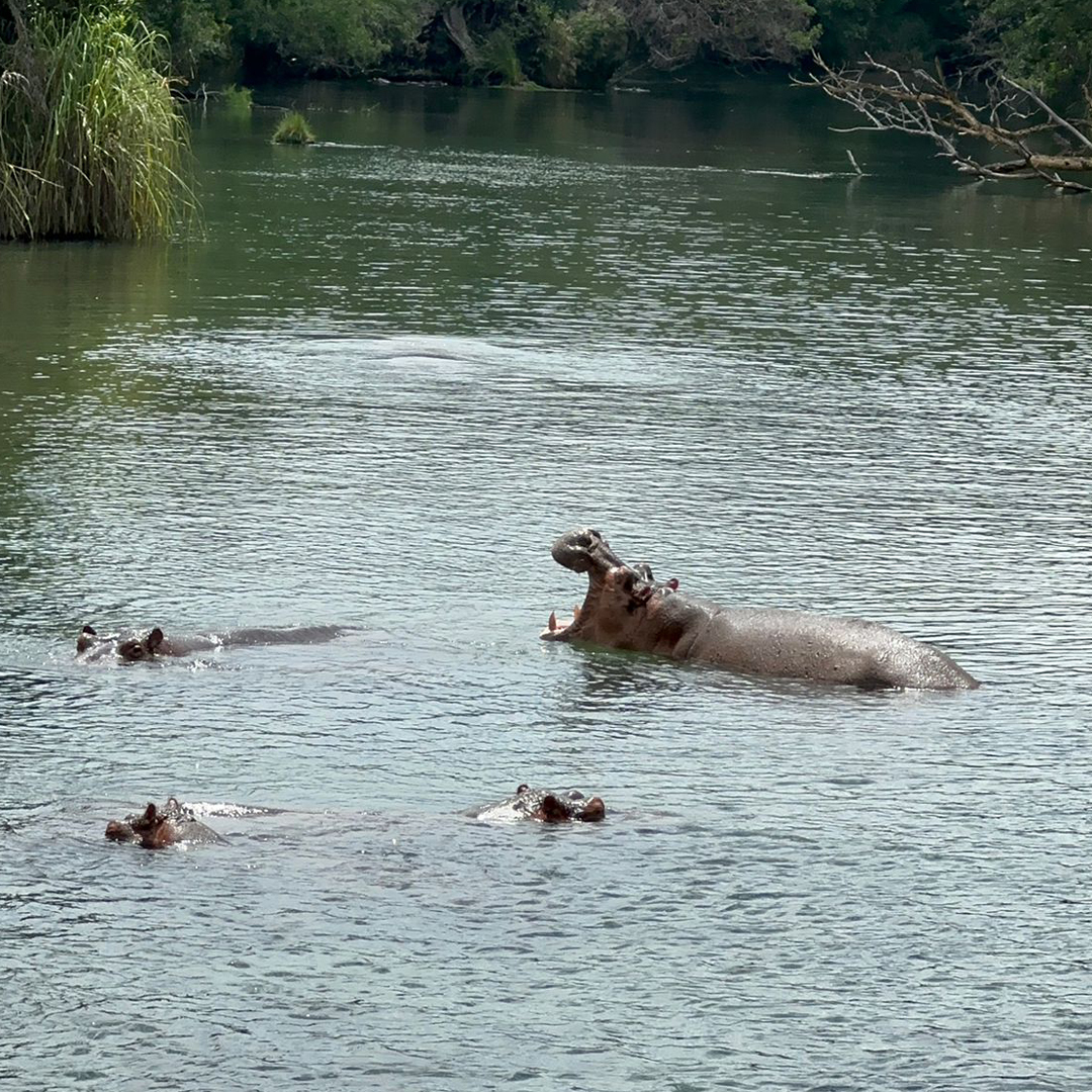 Immerse yourself in the wild beauty of Finch Hattons, where hippos bask in the serene waters of Mzima Springs in Tsavo. Witness these magnificent creatures up close and experience the untamed wonder of nature.

virginlimitededition.com/finch-hattons/

📷: Finch Hattons

#FinchHattons  #Hippos