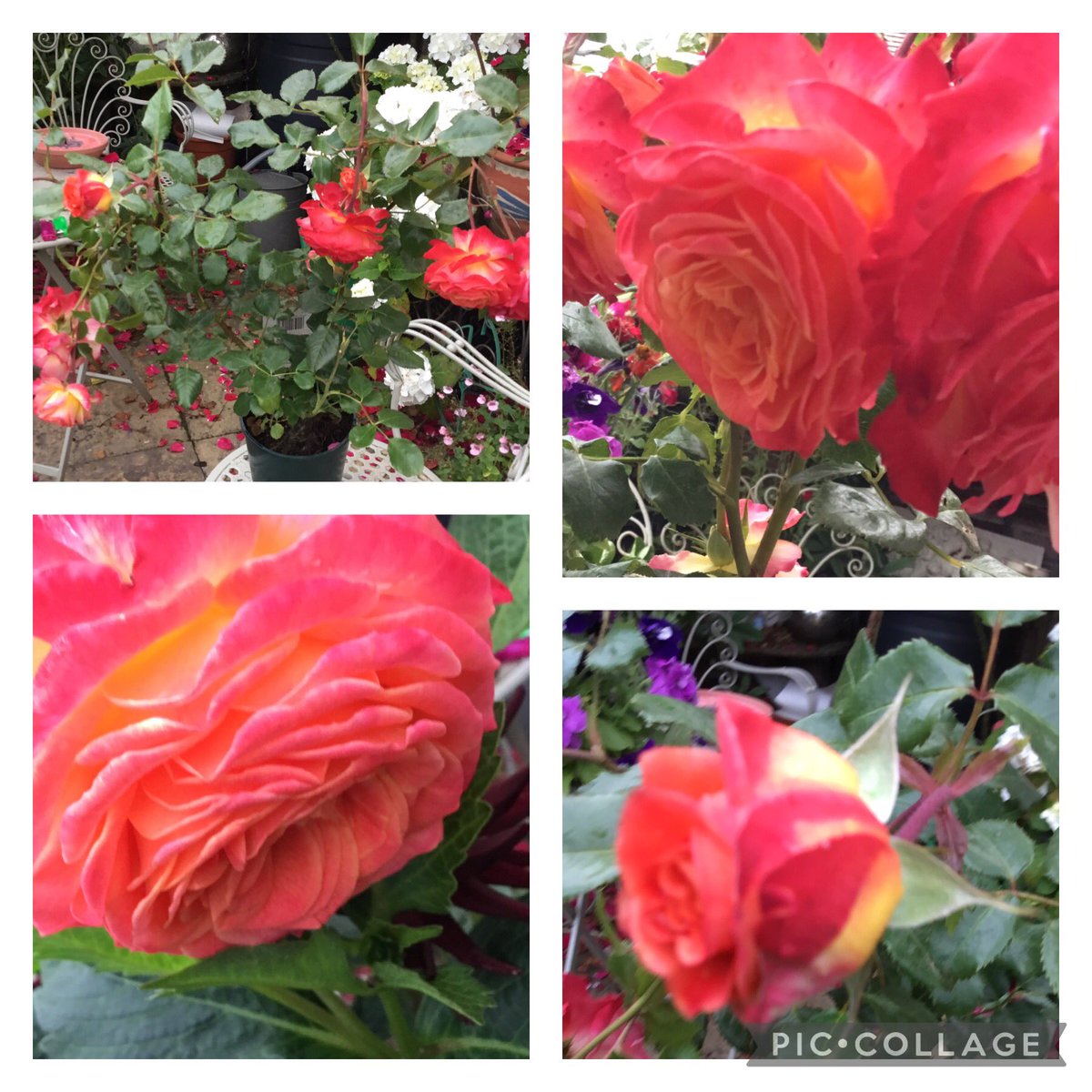 Trinkle. tweet media