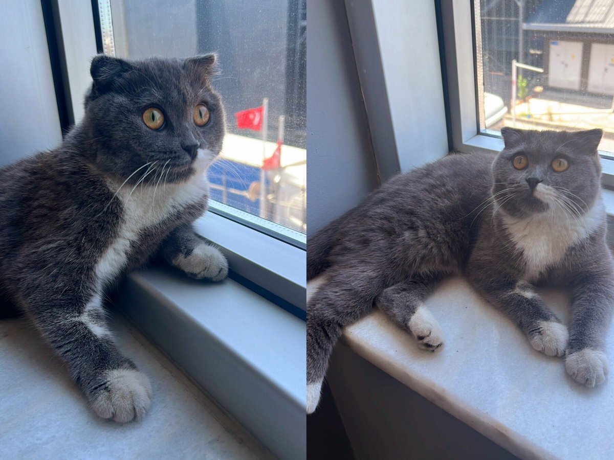 miyavrucom's tweet photo. 7 aylık scottish fold yuva arıyor
Minik yavrumuza ona iyi bakabilecek aile ariyorum asilari cipi herseyi tama...
Konum: Kemal Türkler, Bozbey Sk., 34785 Sancaktepe/İstanbul, Türkiye
Detay: https://t.co/EzF8skPxBW
#kedi #köpek #miyavru https://t.co/GDoy4IcCRB