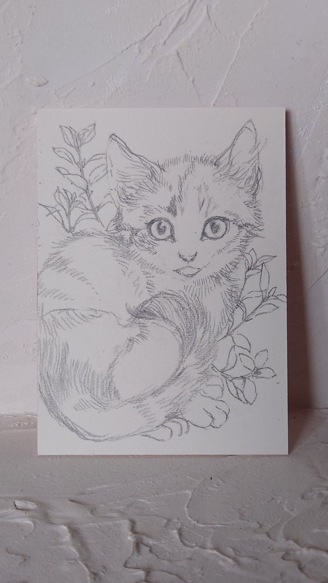 庭に子猫の背景の植物を探しに行きました。銅色が入るシンプルだけど可愛い、シナロアセージの葉っぱにしようと思います。#裏花火販売案内 #裏花火落書 