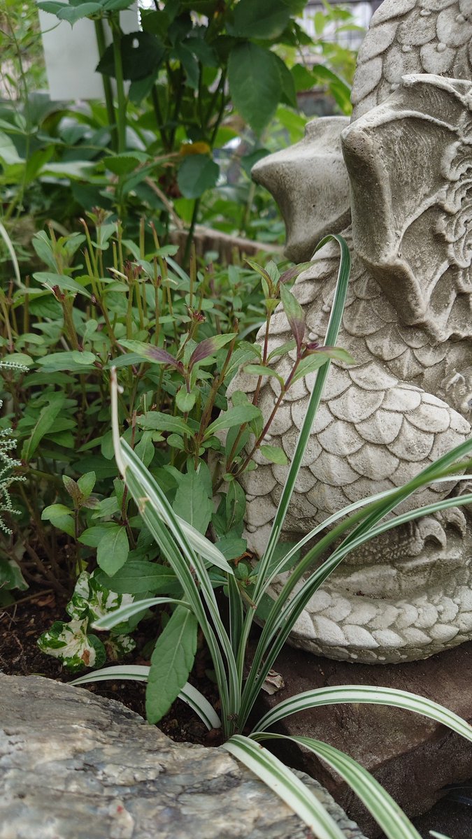 庭に子猫の背景の植物を探しに行きました。銅色が入るシンプルだけど可愛い、シナロアセージの葉っぱにしようと思います。#裏花火販売案内 #裏花火落書 