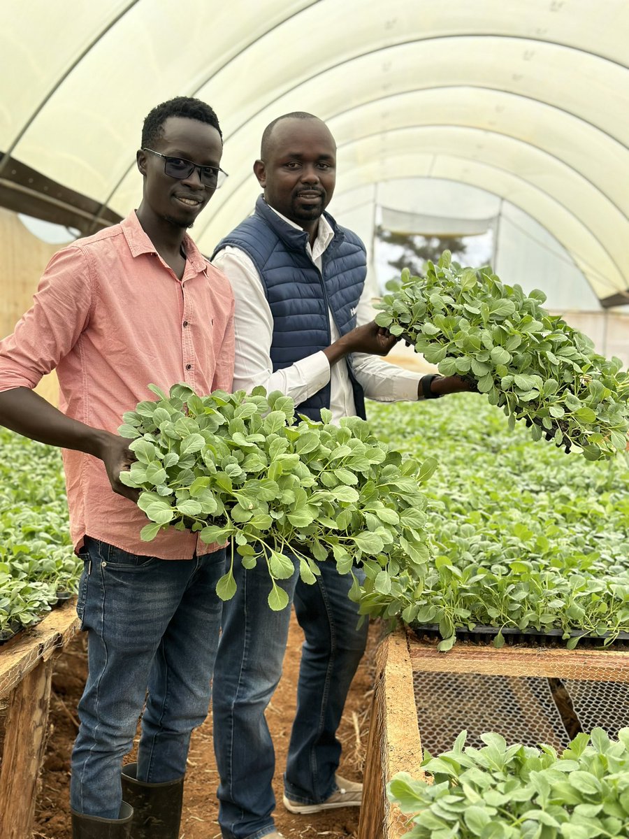 rodgers_kirwa's tweet photo. Who says young people are not interested in agriculture? 

Pay a visit to TSION Nurseries located at Illula, Uasin Gishu County, around 9km from Eldoret town. The farm is run by an energetic young man who debunked the retrogressive stereotypes discouraging young people from embracing agriculture as a dignified career option. 

Congratulations Enock, successful people look like you.👏👏

TSION Nurseries specializes in seedling propagation (vegetable and herbs ) for farmers across the country. 

Reach out to them on your seedling needs all the time.

0726741543
0797642382

Ukulima ni fun.👌

#AgribusinessTalk254
#MboleaNiYara