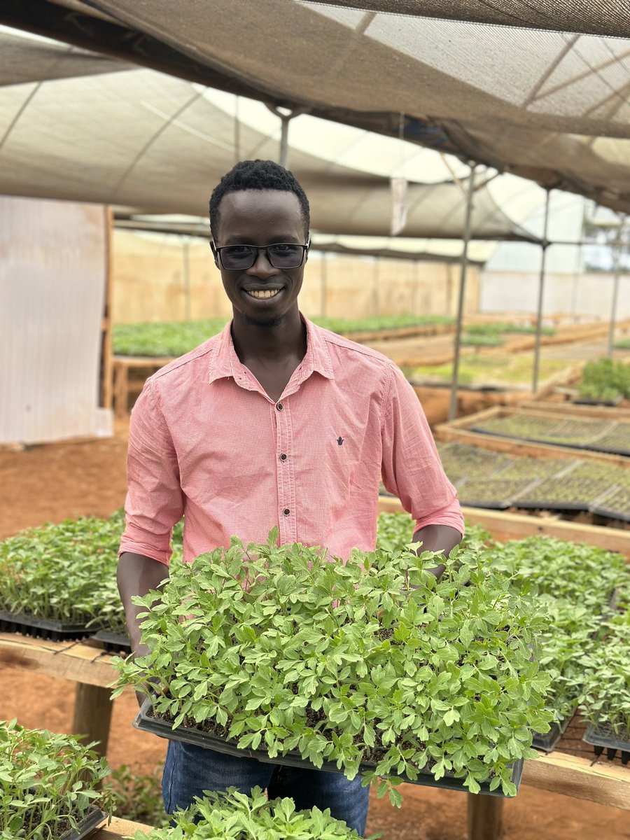 rodgers_kirwa's tweet photo. Who says young people are not interested in agriculture? 

Pay a visit to TSION Nurseries located at Illula, Uasin Gishu County, around 9km from Eldoret town. The farm is run by an energetic young man who debunked the retrogressive stereotypes discouraging young people from embracing agriculture as a dignified career option. 

Congratulations Enock, successful people look like you.👏👏

TSION Nurseries specializes in seedling propagation (vegetable and herbs ) for farmers across the country. 

Reach out to them on your seedling needs all the time.

0726741543
0797642382

Ukulima ni fun.👌

#AgribusinessTalk254
#MboleaNiYara