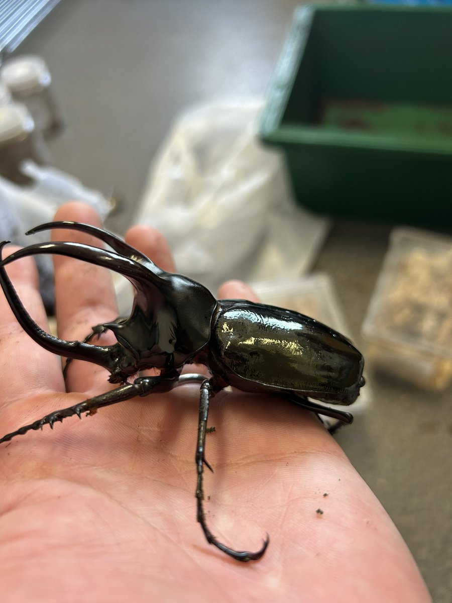 ワイルドゾウカブトペア！ Yahoo!オークション -「ゾウカブトペア」の落札相場・落札価格