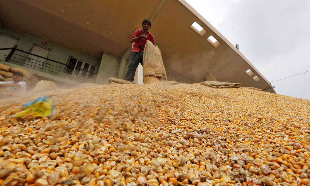 এক বছরে ভুট্টার আমদানি কমেছে প্রায় ১৮ লাখ টন