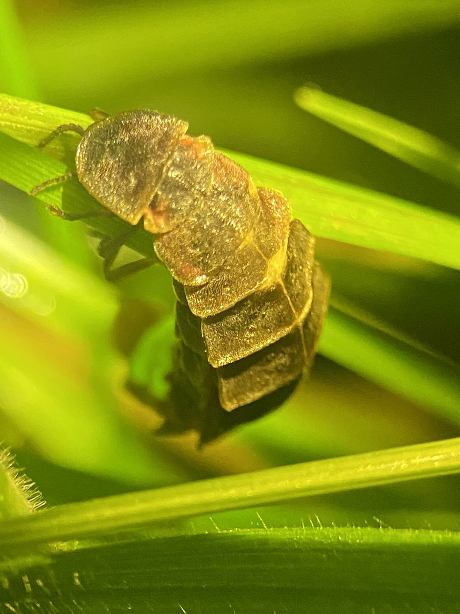 Cluny Macpherson (@clunym) on Twitter photo Just your average Friday night - walking round Kippax finding glow worms with @ilovewestleeds and <a href="/YorksWildlife/">Yorkshire Wildlife Trust - follow us on Bluesky 🦋</a> Just your average Friday night - walking round Kippax finding glow worms with @ilovewestleeds and <a href="/YorksWildlife/">Yorkshire Wildlife Trust - follow us on Bluesky 🦋</a>