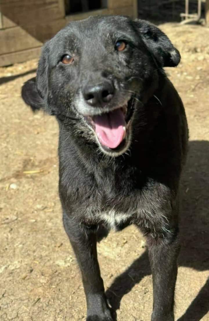 ProDogRomania's tweet image. CELESTA möchte nach 5 langen Jahren endlich gesehen werden ❤️‍🩹

Sie sitzt im hintersten Zwinger von Bucov mit scheuen Hunden zusammen. 😪
Sie ist 7 Jahre alt und ca. 40-45cm klein.
Wer hilft ihr endlich dort raus?

CELESTAs Profil: 
prodogromania.de/alle-hunde/cel…

info@prodogromania.de