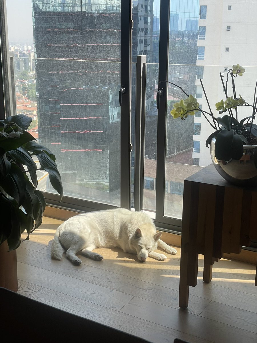 Me da mucha ternura  que los de enfrente de mi departamento reconozcan a kira como la perrita de la ventana