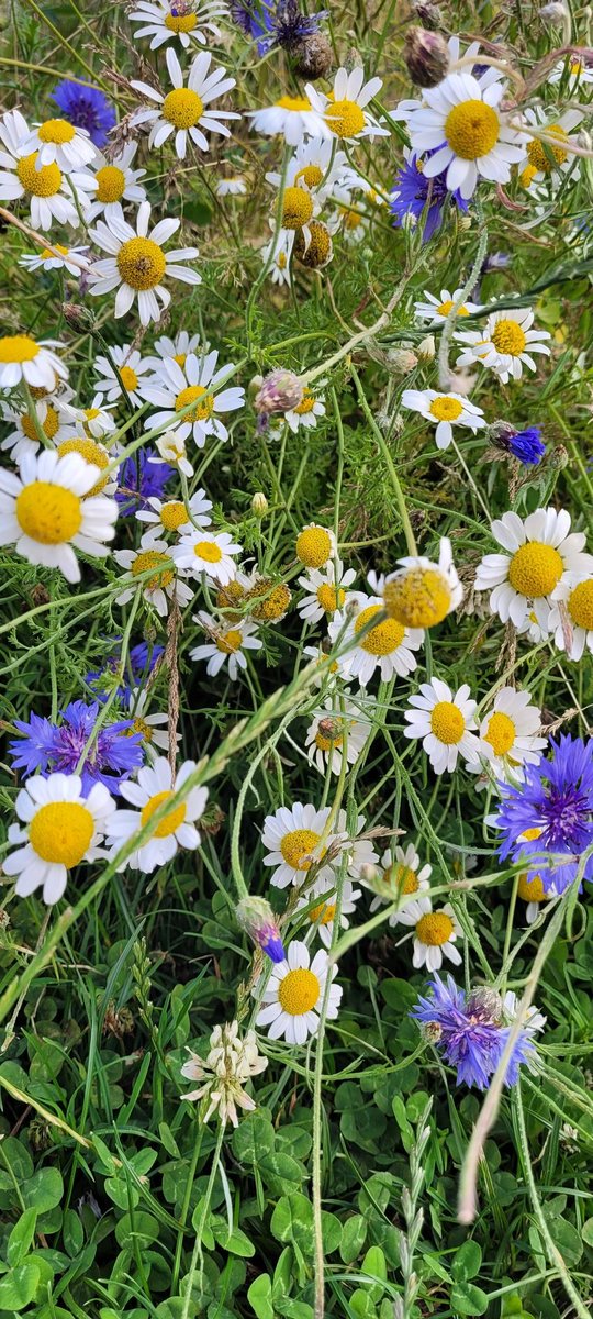 The changing meadow at Potters Gate <a href="/CLOtC/">Council for Learning Outside the Classroom</a> <a href="/EcoSchools/">Eco-Schools England</a> <a href="/FarnhamOfficial/">Farnham Town Council</a>