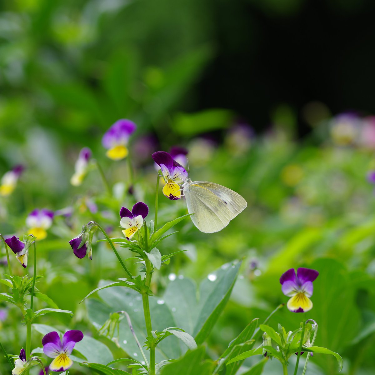 ture_japan's tweet photo. #flowers
#花
#pansy
#パンジー
#insects
#昆虫
#smallwhite
#モンシロチョウ https://t.co/PlfLlCTZnN