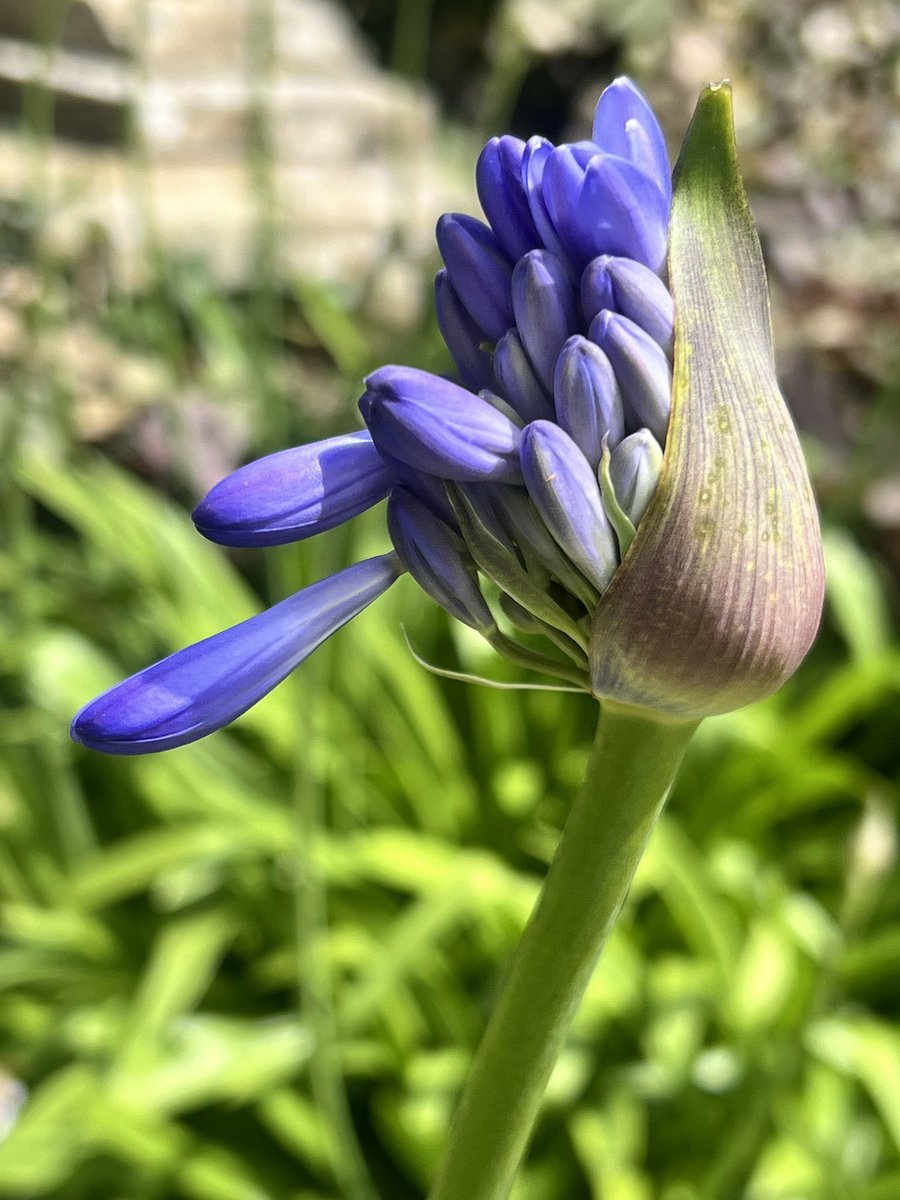 elenicclarke's tweet photo. Agapanthus have started flowering and will show their beauty in pots and herbaceous borders @bordehillgarden
#agapanthus #herbaceousborder #summer #garden https://t.co/XWetf7pVss