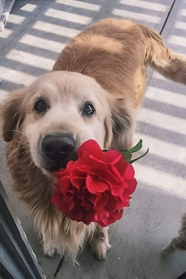 Puppies 🐶 tweet media