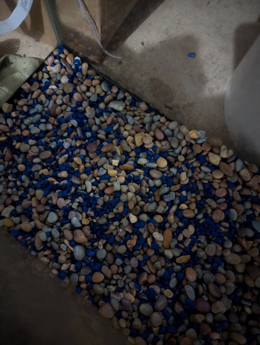 WolfieStreaming's tweet image. Soooo, what does it mean if I actually ENJOYED sitting there and sorting aquarium gravel? Didn't get to finish, was too hungry. But I'll get back to it. I wanna set up a 5 gal beta tank somewhere. #fishkeeping #aquariums #fishhobby