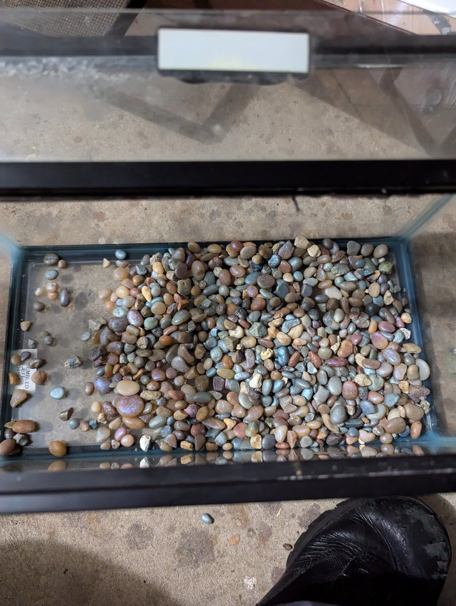 WolfieStreaming's tweet image. Soooo, what does it mean if I actually ENJOYED sitting there and sorting aquarium gravel? Didn't get to finish, was too hungry. But I'll get back to it. I wanna set up a 5 gal beta tank somewhere. #fishkeeping #aquariums #fishhobby