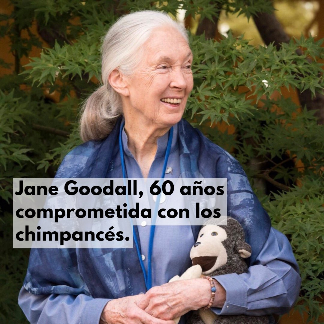 Durante más de 60 años, la Mensaje de la Paz de la ONU, @‌JaneGoodall, ha trabajado para proteger la naturaleza.

En el #DíaMundialDelChimpancé, ¡démosle las gracias por su incansable compromiso y sus estudios innovadores sobre estos animales maravillosos! un.org/es/mensajeros-…