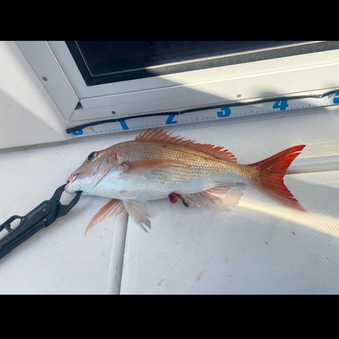 ちょうど1週間前にタイラバ爆釣したので、今日も釣るぞーっ✊と意気込んで出船したのですが、、
あ…あたりが少ない、、
#釣り
#釣り女子
#釣りスタグラム
#釣り好きな人と繋がりたい
#釣り好き
#釣りガール
#フィッシング
#海釣り
#川釣り
#ルアーフィッシング
#釣りライフ
#釣り日記
#釣り仲間